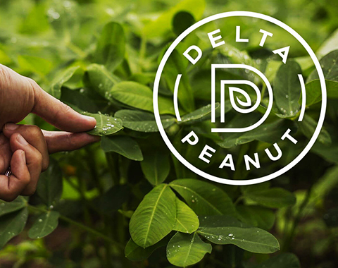 Delta Peanut - Website Project